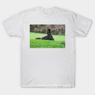 ring necked pheasant 4+2 T-Shirt